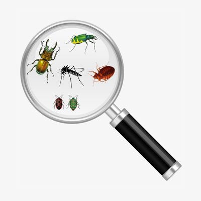 Different pests under magnifying glass